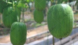 山东甜蜜瓜怎么吃才好吃