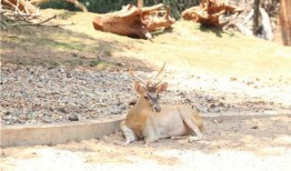 带你吃瓜之肌肉动物,带你探索力量与美的动物世界