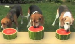 吃瓜小狗壁纸,萌态可掬，趣味横生的视觉盛宴