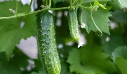 梦见大家都在吃瓜,全民瓜香，揭秘梦境中的神秘吃瓜盛宴