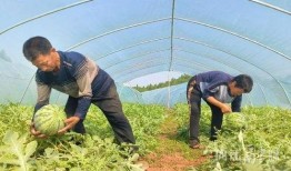 大营村吃瓜比赛,吃瓜比赛欢乐多