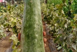 带你吃瓜中秋,揭秘中秋节的趣味故事与习俗