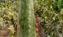 带你吃瓜中秋,揭秘中秋节的趣味故事与习俗