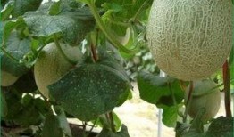 农村大哥吃哈密瓜,甜蜜滋味，幸福生活