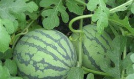 孕妇可以吃小凤瓜么,营养健康两不误