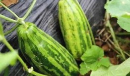 吃瓜是什么意思瓜,揭秘网络热词“吃瓜”背后的文化现象