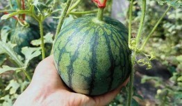 西亚斯吃瓜,揭秘校园生活趣味瞬间