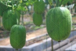 济南摩友吃瓜,一场“吃瓜”引发的骑行圈热议事件