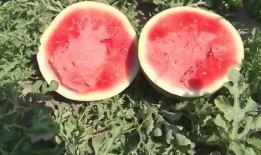 中国吃瓜vs日本吃瓜,趣味横生的社会现象解析