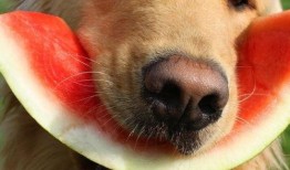 吃瓜小狗壁纸,萌态可掬，趣味横生的视觉盛宴