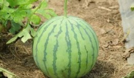 爱听吃瓜,揭秘娱乐圈背后的故事与真相