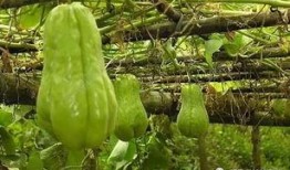 气虚可以吃佛手瓜吗,佛手瓜的营养与功效