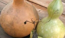 葫芦瓜做吃的,家常美味新主张