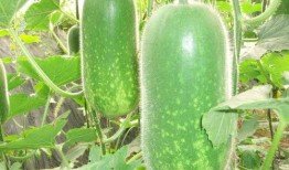 471吃瓜,一场网络狂欢背后的真相