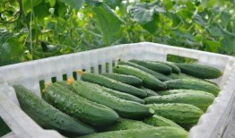 小瓜老了怎么吃,美味新吃法大揭秘