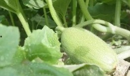 新疆的吃瓜视频,吃瓜视频里的甜蜜生活画卷