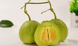 糖尿病人能否吃西葫芦瓜,营养与健康的完美结合