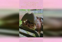 大河马吃瓜动物视频,大河马趣味吃瓜瞬间