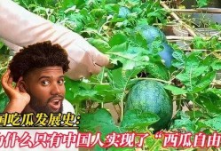 中国吃瓜的历史,中国吃瓜历史的趣味回顾