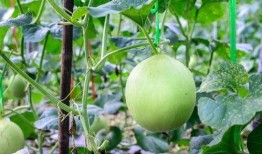 吃瓜咽喉灼烧,揭秘夏日消暑美食背后的健康隐患