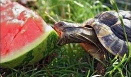 带你吃瓜小黑龟,带你领略“带你吃瓜小黑龟”的独特魅力