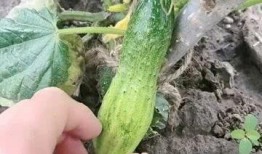 吃瓜吃不甜了,瓜不再甜，真相何在？