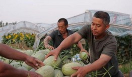 大营村吃瓜比赛,吃瓜比赛欢乐多