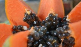 屎瓜罗怎么吃,解锁美味新体验