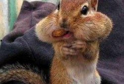 小松鼠普洱吃瓜,小松鼠普洱的夏日吃瓜趣事