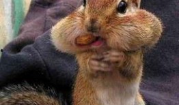 小松鼠普洱吃瓜,小松鼠普洱的夏日吃瓜趣事