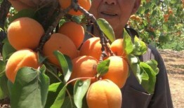 辉县大宝吃瓜,揭秘网络热传事件背后的真相