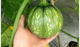 小蒋吃瓜,揭秘娱乐圈幕后故事