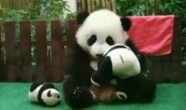 吃瓜崽子,网络热词背后的文化现象