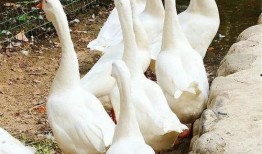 吃瓜鹅大神全集,揭秘娱乐圈幕后风云