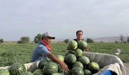 挑瓜吃瓜拍照图片,挑瓜吃瓜瞬间，定格夏日美好时光
