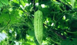 最近天天都在吃瓜,娱乐圈风云录