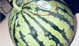 潍坊网红吃瓜,揭秘幕后故事与热门话题