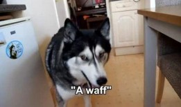 狗子可以吃蜜瓜吗