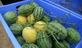 安徽吃瓜群,揭秘当地特色美食与民间趣事