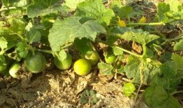 屎瓜罗怎么吃,解锁美味新体验