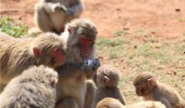 带你吃瓜之肌肉动物,带你探索力量与美的动物世界