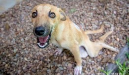 后腿瘫痪狗子吃瓜,展现顽强生命力