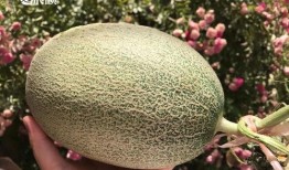 山东吃瓜大妈,揭秘民间美食背后的故事