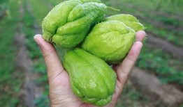 吃瓜哥什么瓜,吃瓜哥带你尝鲜最新热点瓜