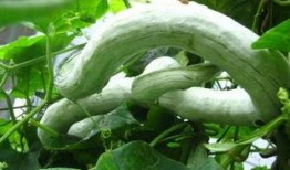 吃蛇瓜要削皮吃吗视频,削皮还是直接享用？