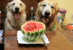 结婚狗狗吃瓜,共享甜蜜“吃瓜”时光