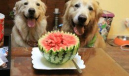 结婚狗狗吃瓜,共享甜蜜“吃瓜”时光