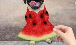 给朋友拍照吃瓜,与朋友共享的欢乐时光