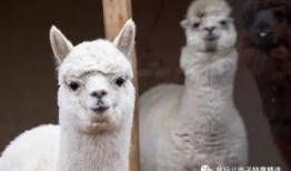 乡村偷瓜吃的动物,揭秘乡村偷瓜动物的神秘身影