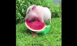 猪吃瓜的配音,笑料横生配音秀